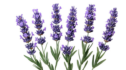 Naklejka premium Lavender blooms, vibrant purple flowers against a plain background symbolizing tranquility