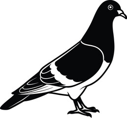 pigeon silhouette isolated on white