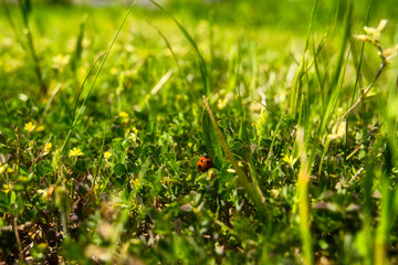 てんとう虫が生きる世界