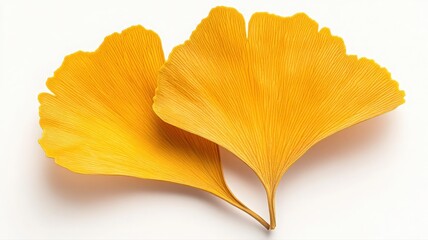Naklejka premium Golden Ginkgo Leaves Displaying Intricate Venation Patterns in Studio Light on White Background Emphasizing Textures Two Pointed Tips and Vibrant Seasonal Colors