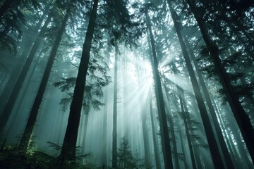 Fototapeta premium Sunlight streaming through tall trees creating a mystical forest atmosphere with dense fog and haze effect