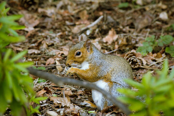 squirrel in the park eating acorn near trees