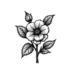 Detailed floral botanical illustration with stem, leaves, and blooming blossom