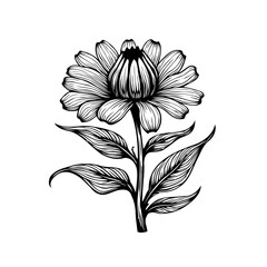 Elegant botanical illustration of a blooming flower with intricate line work design
