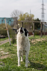 Obraz premium An aggressive, barking dog. A stray huge white female dog, begging for food. A pet in the wild.