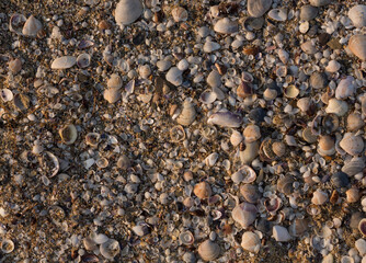 Shells of deceased bivalves. The coastline of the Black Sea is abundantly covered with shells.