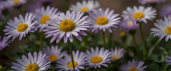 Fototapeta premium Michaelmas Daisy Close-Up