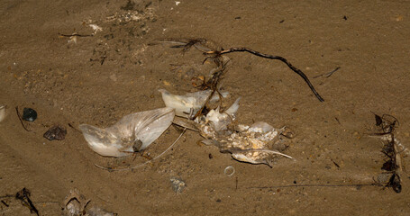 Environmental disaster. Dead fish. The shoreline of the lake. Death of animals.