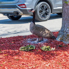 Five recently hatched goslings watched over by a goose.