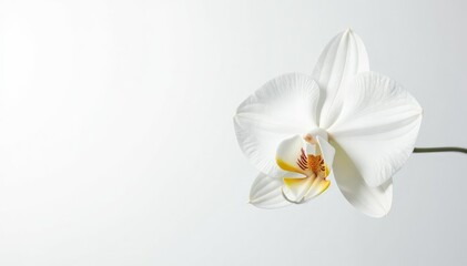 Obraz premium Delicate white orchid blossom against pure white backdrop, macro photography, blossom, macro