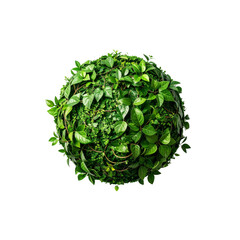 Obraz premium Top view of green kokedama moss ball plant for indoor gardening decor ideas on transparent background