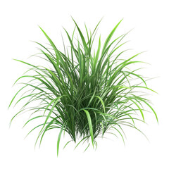 Fototapeta premium Green ornamental grass plant on transparent background