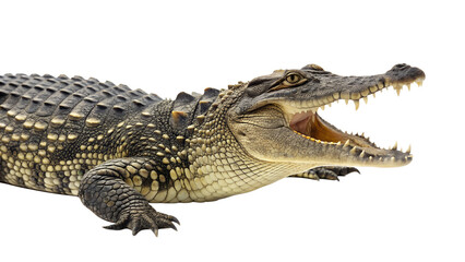 Crocodile Isolated on Transparent Background. PNG.