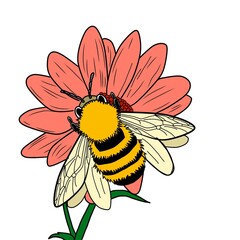 bee and flower