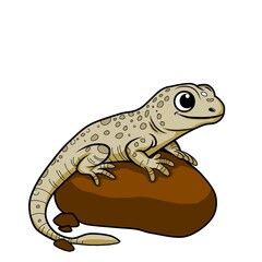 gecko on white background