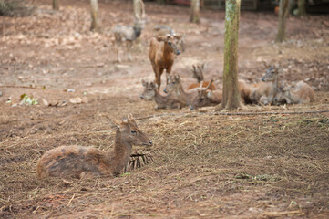 Farming deer in natural farms