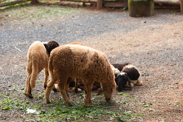 Naklejka premium Sheep farming in a nature farm