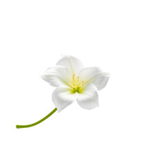 Fototapeta premium Rajanigandha Flower Close-up on White Background