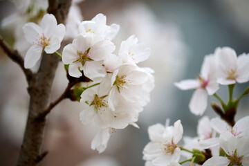 Close-up image of cherry blossom (sakura) blooming in Shek Mun, Hong Kong