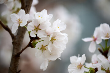 Close-up image of cherry blossom (sakura) blooming in Shek Mun, Hong Kong