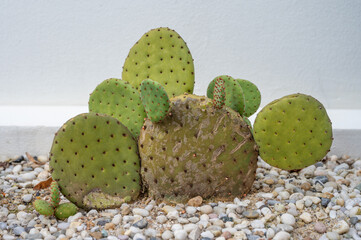 Opuntia rufida cactus growing new pads look like bunny ears. This cactus is a dense shrub with spines thinner than the finest human hairs must be treated with caution.