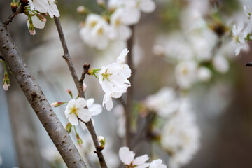 Close-up image of cherry blossom (sakura) blooming in Shek Mun, Hong Kong