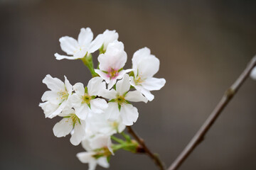 Close-up image of cherry blossom (sakura) blooming in Shek Mun, Hong Kong