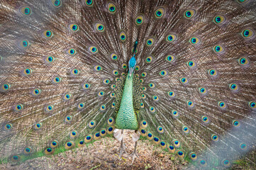 Obraz premium Hybrid male peafowl spreading tail. During the mating dance, the peacock turns in circles showing off his tail.