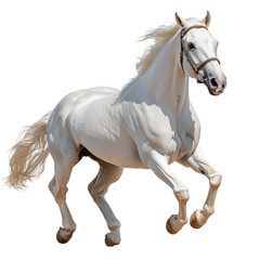 Obraz premium Magnificent white stallion galloping gracefully, a symbol of purity and freedom