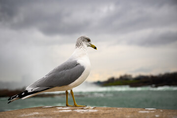 seagull on post
