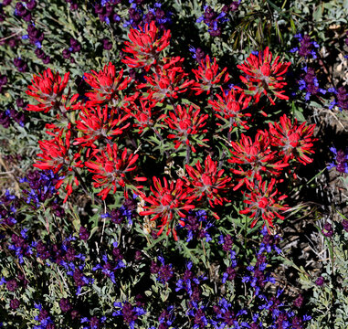Desert Paintbrush (Castilleja chromosa) blooms through a Purple Sage (Salvia dorrii) bush in the high desert of Nevada.
