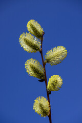 Pussy-willow branch with buds on blue sky background