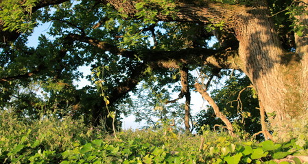 Sous l'ombre de la branche