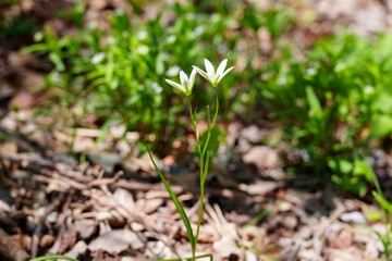 Palmate Syneilesis Emerging in Spring Forest