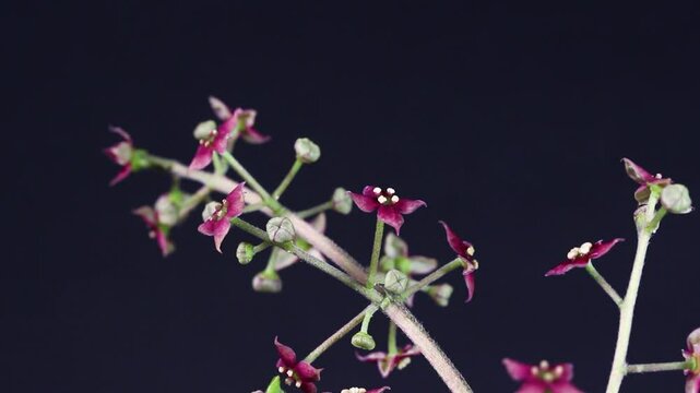 アオキの花　回転