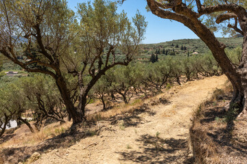 Olive Grove Path in Zakynthos. Dirt path winding through an olive grove on a dry hillside in...