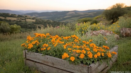 Orange Flowers in Rustic Planter Against Scenic Sunset Hills