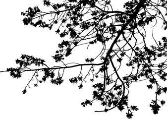 Vector illustration of natural oak branch