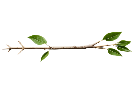 natural tree branch with green leaves growth arrow
