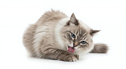 Gray and White Fluffy Cat with Blue Eyes Licking Its Nose on Isolated White Background