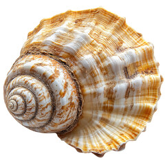 Obraz premium Detailed close-up of a textured seashell, showcasing its intricate spiral form