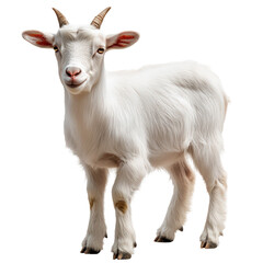 Fototapeta premium Elegant portrait of a charming white goat with a gentle gaze in striking clarity