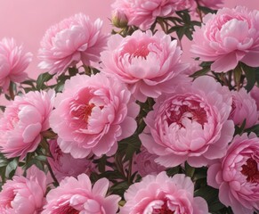 Fototapeta premium Dense cluster of pink peonies, soft pink backdrop , greeting, petals