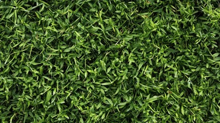 Obraz premium Close up image showing lush green healthy grass texture