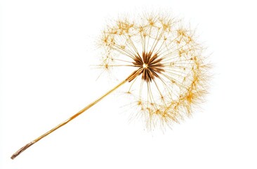 Dried dandelion seed head, light tan color,  isolated on white.  Delicate, intricate structure