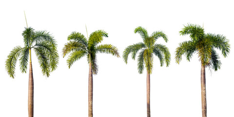 Front view palm tree isolated on white