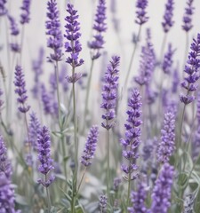 Obraz premium Delicate lavender blooms, vibrant purple hues against pure white , background, white background