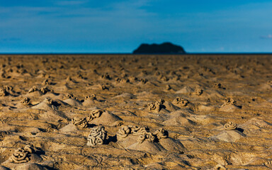 Sand bubbler crabs building burrows on tropical beach at low tide