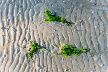 Green seaweed lying on the rippled sand of a beach at low tide © Pawich Sattalerd