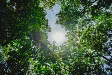 Sunlight shining through green forest canopy